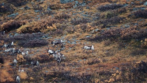 A herd of reindeer grazing on the hill in the autumn tundra. Slow-motion pan left shot, blurry foreground.