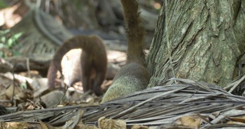 White-nosed coatis, or Coatimundi, searching for food on ground level in woodland at daytime