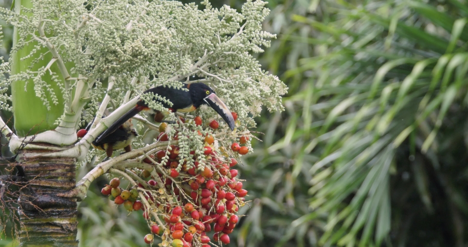 Collared aracari toucan birds, Pteroglossus torquatus, feeding on queen palm fruits in cloudforest