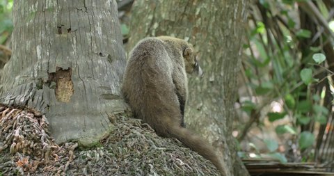 a cute White-nosed Coati scratching itself while resting on palm stem