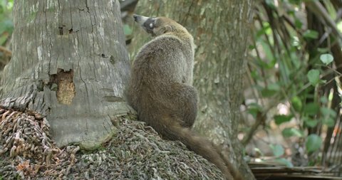 an adult white-nosed coati, Nasua narica, sitting quietly over the palm stem. Wide angle, static shot