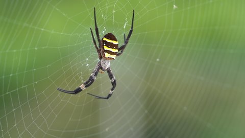 silk spider - Nephila clavata - is a waiting for its prey in spiderweb. Without sounds