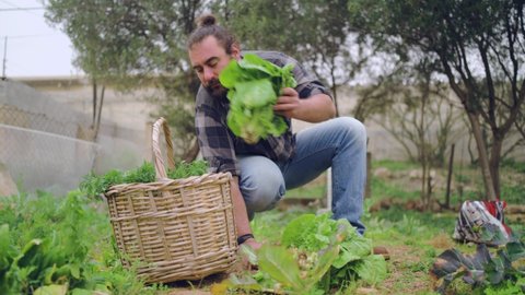Real time of bearded male farmer sitting on haunches and digging fresh lettuce with small spade and putting in wicker basket in garden