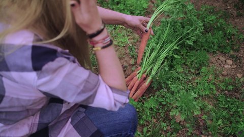 Real time high angle of crop anonymous female gardener in checkered shirt and jeans sitting on haunches and picking carrots from ground in garden during harvest season
