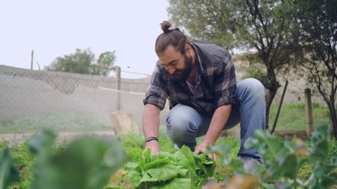 Real time of bearded male farmer harvesting fresh green lettuce and showing to camera while smiling happily