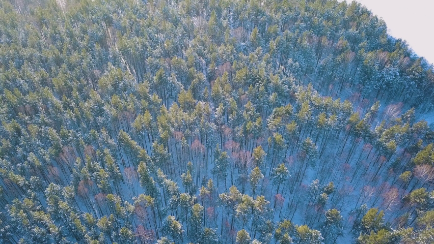 Span from the pine forest over snow-covered fields and houses.Winter aerial hyperlapse captures a sweeping top-down view over a dense evergreen pine forest blanketed in fresh snow, transitioning across open rural fields and scattered farmhouses under clear blue skies. Long shadows stretch across the white landscape from the low winter sun, indicating late afternoon or early evening light. The camera glides smoothly from the wooded treeline over frozen agricultural land, revealing snow-covered roofs, rural roads with vehicle tracks, and isolated village structures. The scene conveys a serene, untouched winter wonderland in a remote countryside setting.Hyperlapse