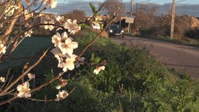 Cultivation of flowering almond blossom, Prunus dulcis, at sunset on the island of Mallorca, Spain