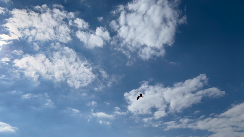 Eagle flying on blue sky and sun light