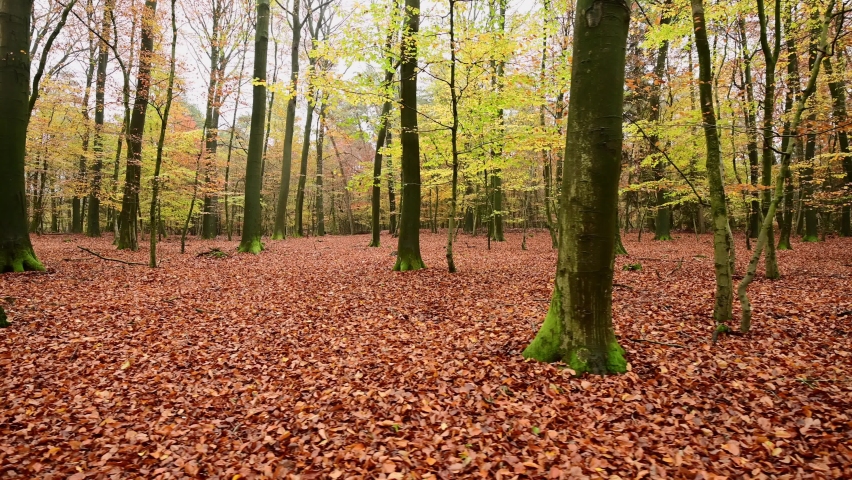 Walk through the autumn beech forest, tracking shot sideways with gimbal, emsland, lower saxony, (fagus sylvatica), germany