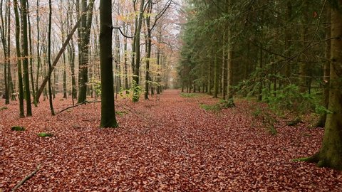 Walk along a forest path, beech forest on the right, spruce forest on the left, frontal tracking shot with gimbal, emsland, lower saxony, (fagus sylvatica, picea abies), germany