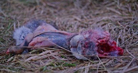 Close up shot of a dead hare on the ground. Animal probably killed by predator. Some parts of the rabbit eaten.