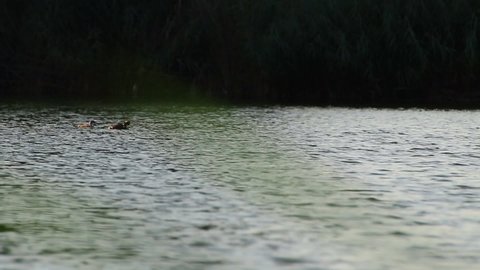 Regensburg, Germany: Great crested grebe bird floating on the Danube river