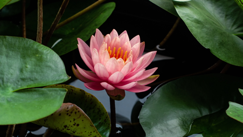 Pink Water Lily Blooming in Time Lapse on a Green Leaves Background. Single Beautiful Coral Nymphaea Blooming in Pond. Closing Flower Royalty-Free Stock Footage #1087140992