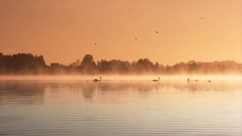 Pair of swans floating on the morning sunrise 