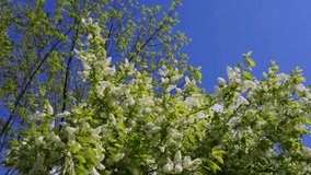 Blue sunny sky and spring blooming tree natural 4k video background. Close-up view fotage of fluffy green branches of tree full of many white flowers growing on branches isolated at blue sky backdrop