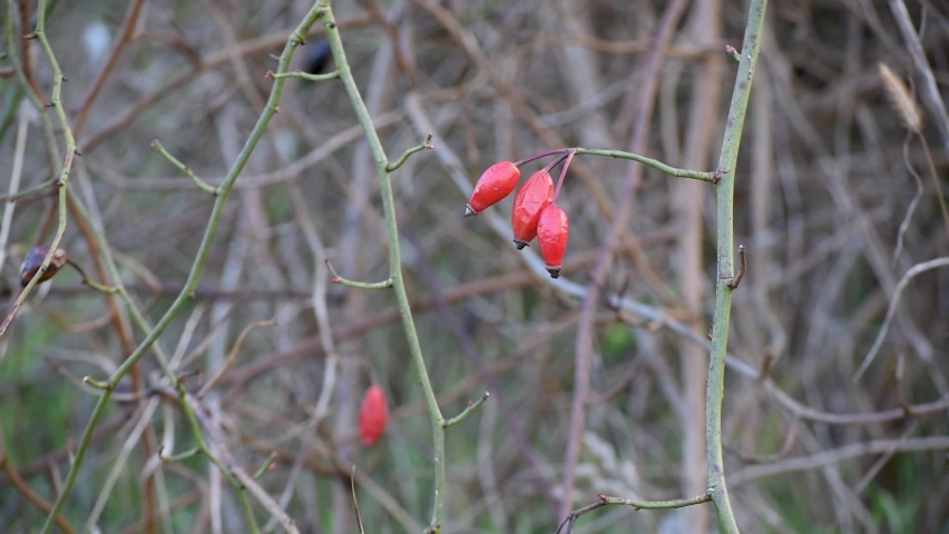Withered rose hips on the bush in the fall Royalty-Free Stock Footage #1087143560