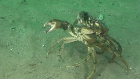 Meeting of two large Green crab or Shore crab (Carcinus maenas) on the seabed, the crab probes the other with its claws.