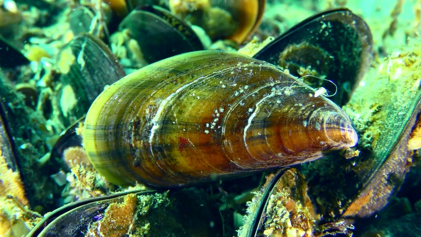 Close-up of a mussel shell (Mytilus) among a mussel settlement.
