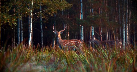 A herd of spotted deer moves through the forest, led by a male deer with large antlers. Dike animals in their natural habitat. High quality 4k footage