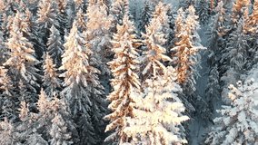 The birds sitting in the snowy tree top fly away. The drone video was shot in a snowy winter forest during sunset.