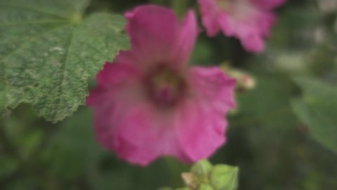 Alcea rosea, common hollyhock, is ornamental dicot flowering plant in family Malvaceae. It was imported into Europe from southwestern China during, or possibly before, 15th century. William Turner