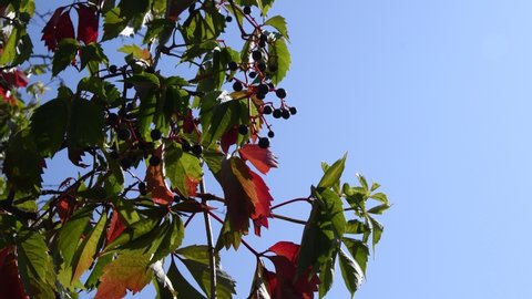 Virginia creeper or Parthenocissus Quinquefolia with autumn color leaves and ripe blue berries sway in wind at clear blue sky. Red leaf of wild grape closeup. Natural background with copy space