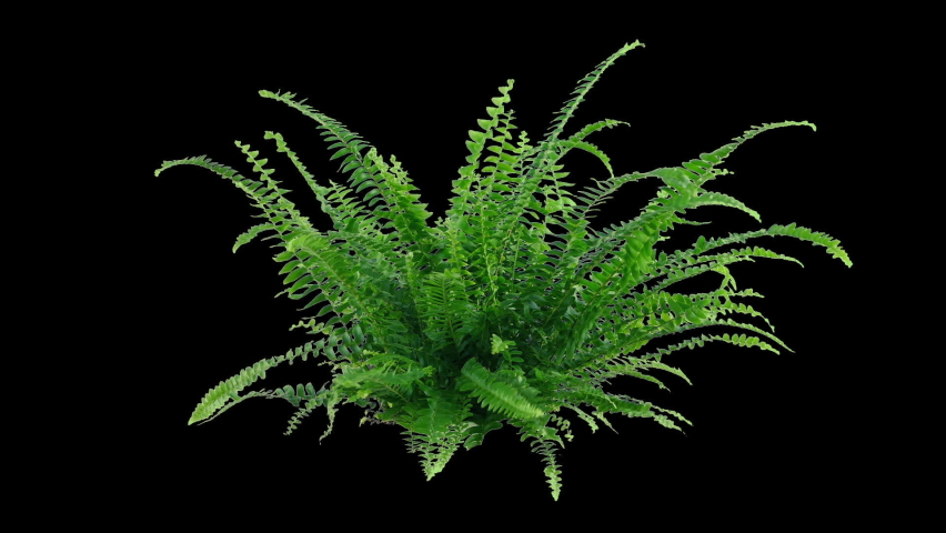 Isolated Fern Moving - With Alpha Channel Royalty-Free Stock Footage #1087162421