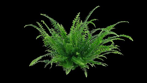Isolated Fern Moving - With Alpha Channel