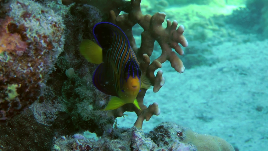 A bright and colorful Regal angelfish (Pygoplites diacanthus) turns slowly in front of the camera and hides behind corals, close-up. | Shutterstock HD Video #1087163111
