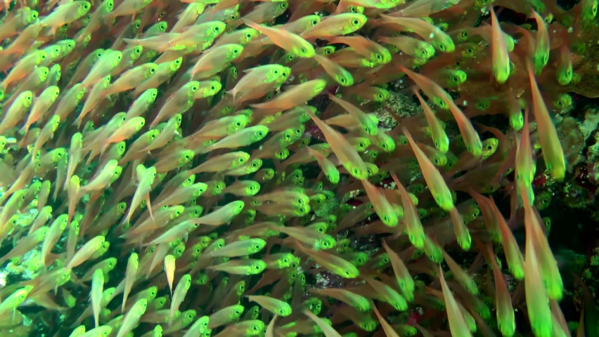 In shaded areas of the reef Pigmy sweeper (Parapriacanthus ransonneti) often form massive flocks. Royalty-Free Stock Footage #1087163129