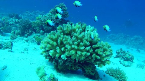 A dense coral bush in shallow water is home to a flock of Marginate dascyllus (Dascyllus marginatus), in case of danger the fish hide there.