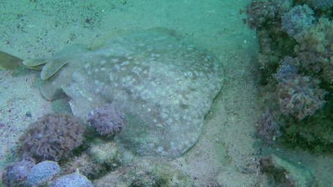 Panther Electric Ray or Leopard torpedo (Torpedo panthera) changes position on the sandy bottom, close-up.