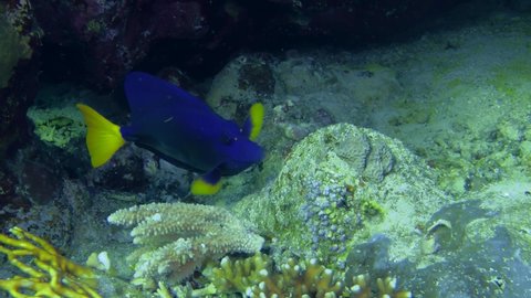 Yellowtail Surgeonfish (Zebrasoma xanthurum) eating something from a coral block, close-up.