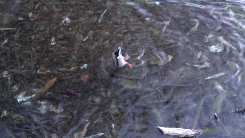 Mallard duck dabbling in the shallow stream to feed on Kokanee salmon eggs in Taylor Creek.