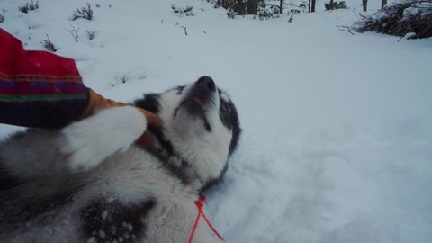 Man In Glove Petting And Rubbing Belly Of Of Alaskan Malamute Lying On Snowy Ground. - close up