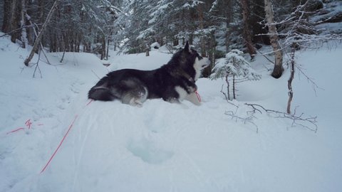 Adorable Alaskan Malamute Lying In The Snowy Forest Ground At Wintertime. - static
