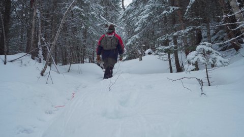 Hiker And Alaskan Malamute Walking On Snowy Downhill At Winter Through Forest. - static