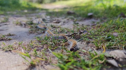 Long line of Pine caterpillar, processionary larva, walking on ground