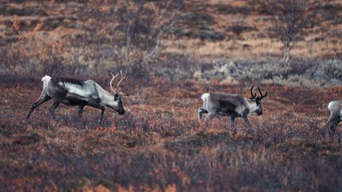 A small group of reindeer on the more through the autumn tundra. Slow-motion, pan follow left.
