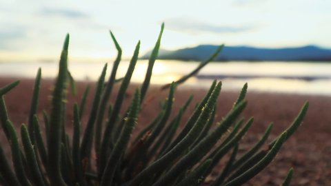 Close up of edible Salicornia bigelovii or dwarf saltwort growing in the salt flats