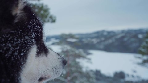 Closeup Of Alaskan Malamute Face With Snow On Its Fur.
