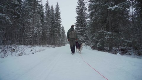 Hiker With Alaskan Malamute Walking In The Snowy Trail With Pine Tree Forest At Winter. - static