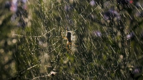  Rain with a spider on a web in macro photography. Creative. Bright small drops of water illuminated by the sun's rays fall on the web on which the spider sits and moves its paws.