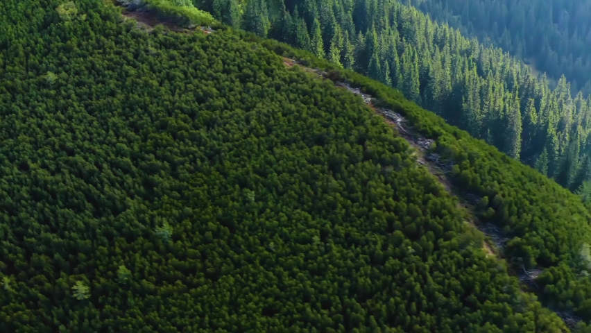 Carpathians above the coniferous forest are covered with mountain alpine pine, in which paths are cut for tourists and hunters, otherwise it is impossible to move in it. View from the drone.