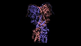 Full-length human mitochondrial Hsp90 (TRAP1) homodimer. Animated 3D cartoon and Gaussian surface models, chain id color scheme, PDB 7kck, black background