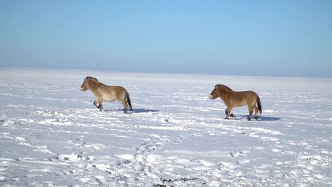 A herd of Przewalski's horses in a field in winter