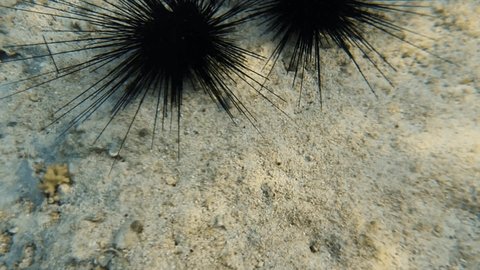 Sea urchin Diadema setosum in the Red Sea and Egypt. Lots of sea urchins at the bottom of the sea. Diving in Egypt.