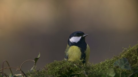 Great tit (Parus major) bird, eating from tree with beautiful green moss.