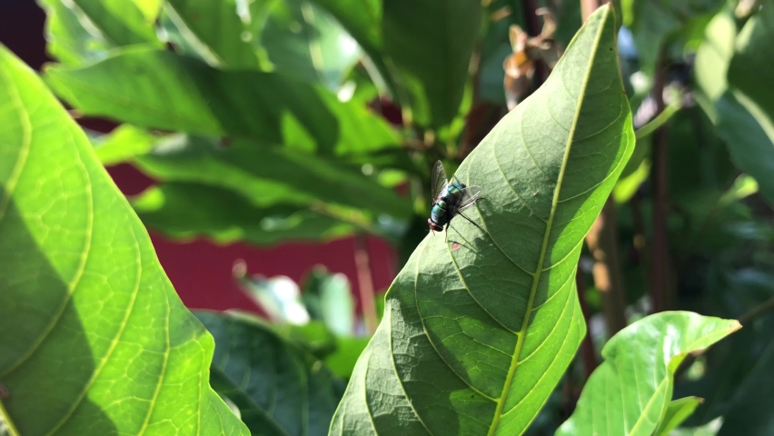 a green fly perched on a leaf in the morning