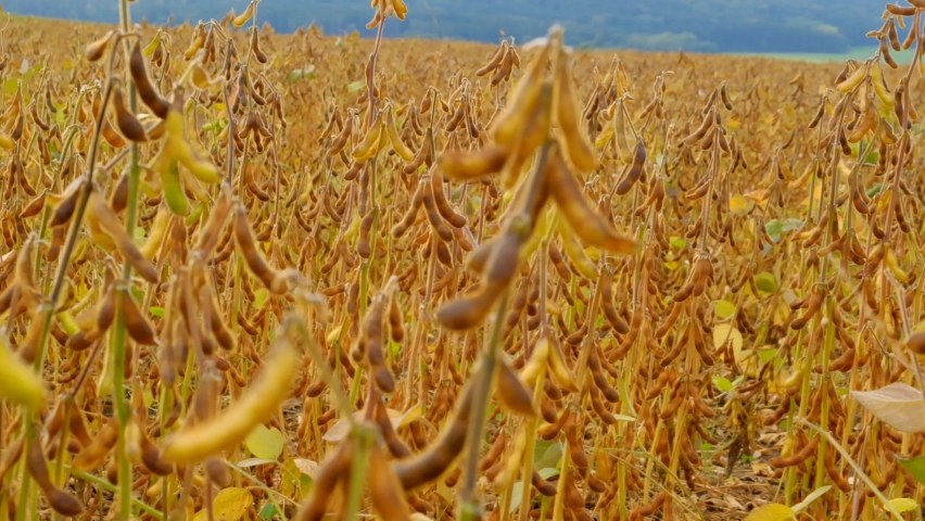 Soy.Soybean crop. Soybean field. Pods of soybeans in field.field of ripe soybeans. 4k footage Royalty-Free Stock Footage #1087179041